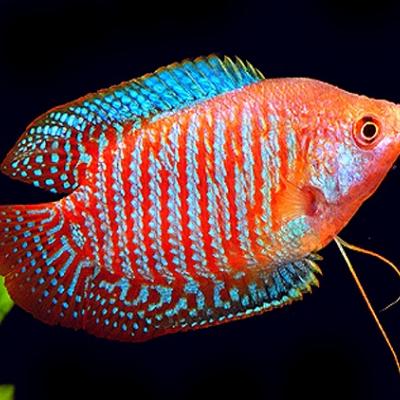 Gouramis et bettas