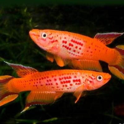 Killies