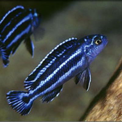 Cichlidés africains