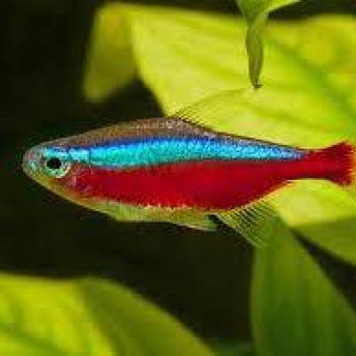 Tetras