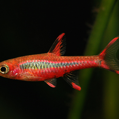 Rasboras et danios