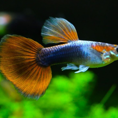 Poissons vivipares