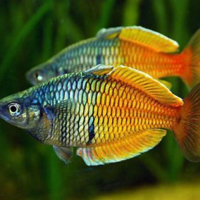 Poissons arc-en ciel