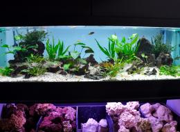 Aquarium Asie 150 gallons