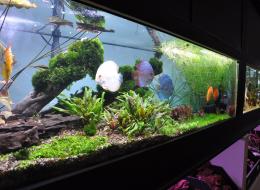 Show Tank 3