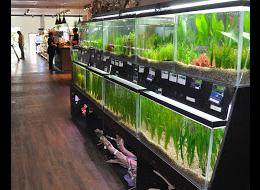 Allée plantes