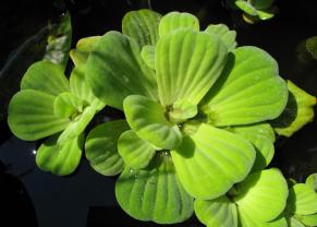 Plantes flottantes