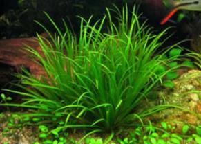 Plantes en rosette