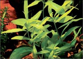 Plantes à tige