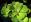 Plantes flottantes