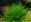 Plantes en rosette