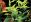 Plantes à tige