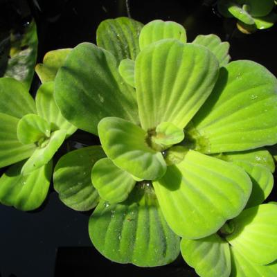 Plantes flottantes