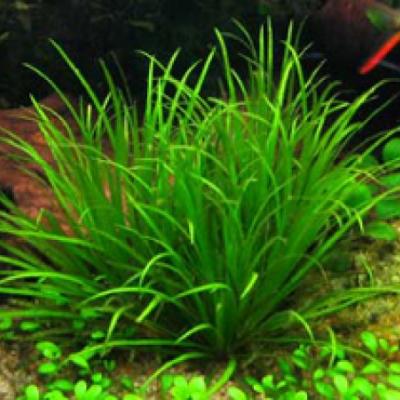 Plantes en rosette