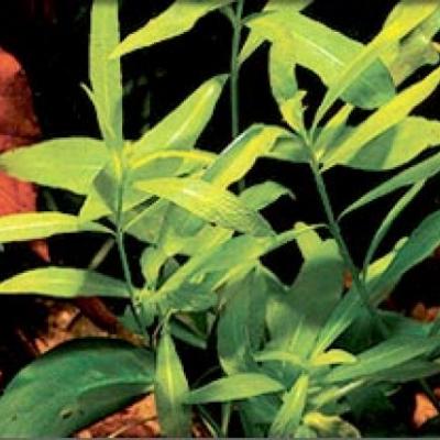Plantes à tige