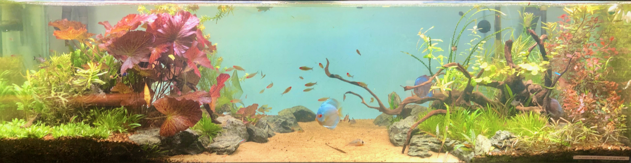 Aquarium de Discus